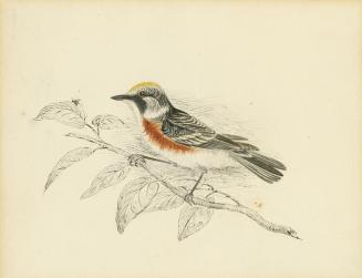 Chestnut Sided Warbler