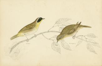 Maryland Yellow-Throat