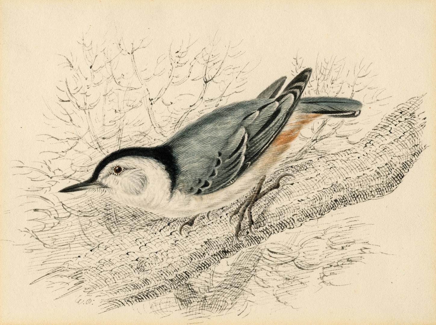 White-Breasted Nuthatch