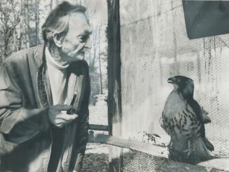 Roy Ivor, the 93-year-old naturalist who founded the Windinglane Bird Sanctuary in Mississauga looks at one of his many red-tailed hawks, one of about(...)