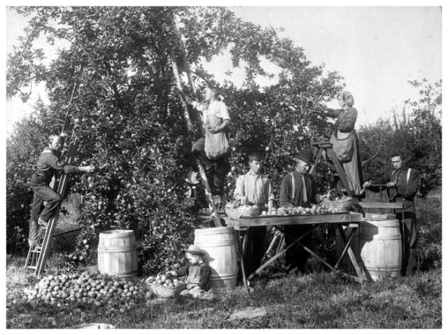 Children and adults picking and sorting apples