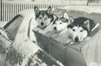 Cold comfort. The weather was Arctic - but so were the dogs at Cold Creek Conservation Area, near Nobleton, at the weekend. Above, a trio of Siberian (...)