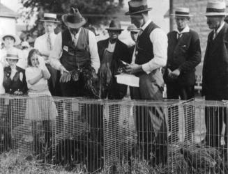 Judging school fair chickens