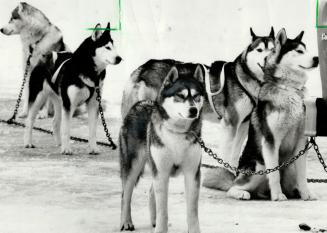 Mush, you huskies. Andrew Russell and his dog team set out on the four-mile course at the husky team trials at the Cold Creek Conservation Area near N(...)