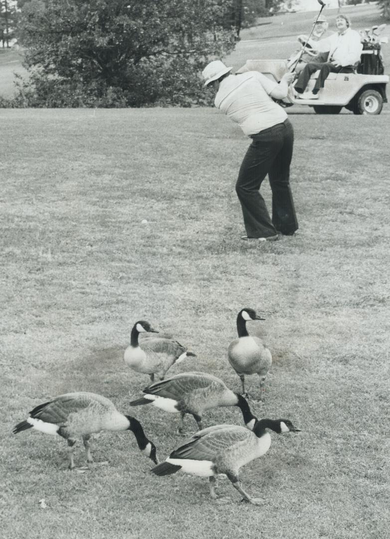 While the geese may be preparing to fly south, there are still plenty of fine golfing days left for devotees of the game. And in fall they'll find the courses considerably less crowded