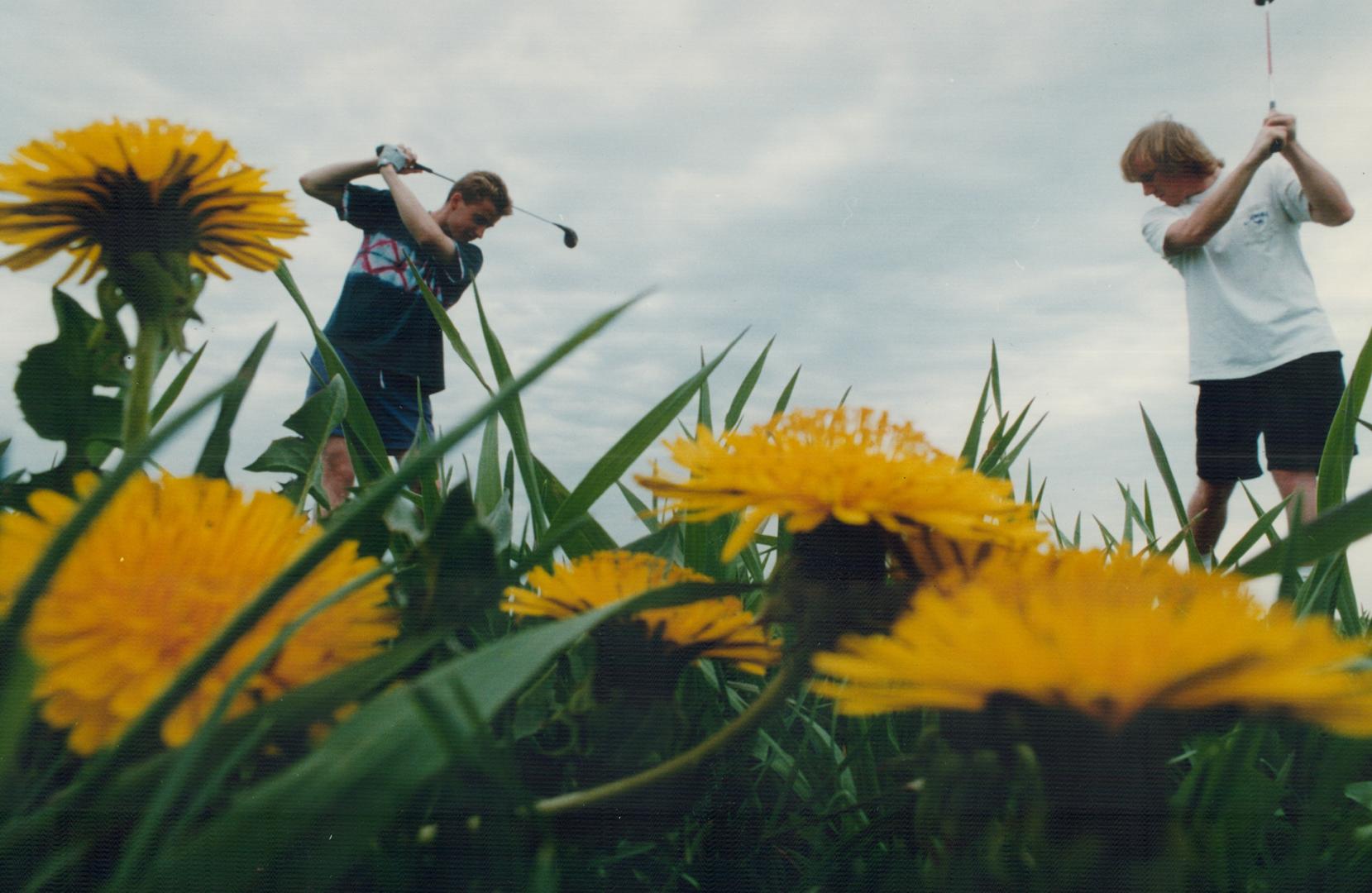 Dandy (Lion's) view, The life of a dandelion on a golf driving range is precarious