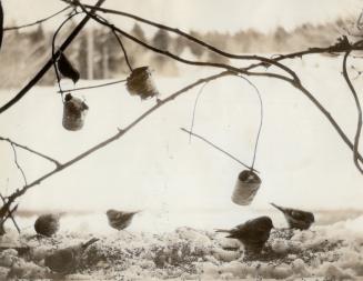 Birds of the winter garden may be attracted to the window feeding shelf when food and protection is given