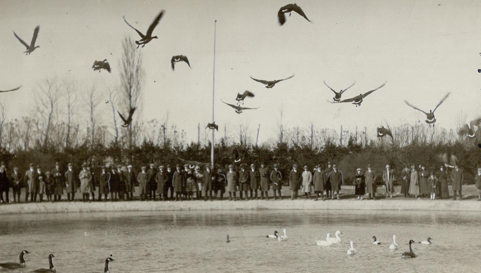 Bird Canada geese rising off the pond an the miner bird sanctuary cohila the pittsburgh millionaires looked on