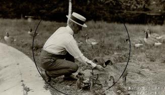 A mild Canada goose feeding from Jack miners hand notice lay on goose leg which contains Jack miners now and address