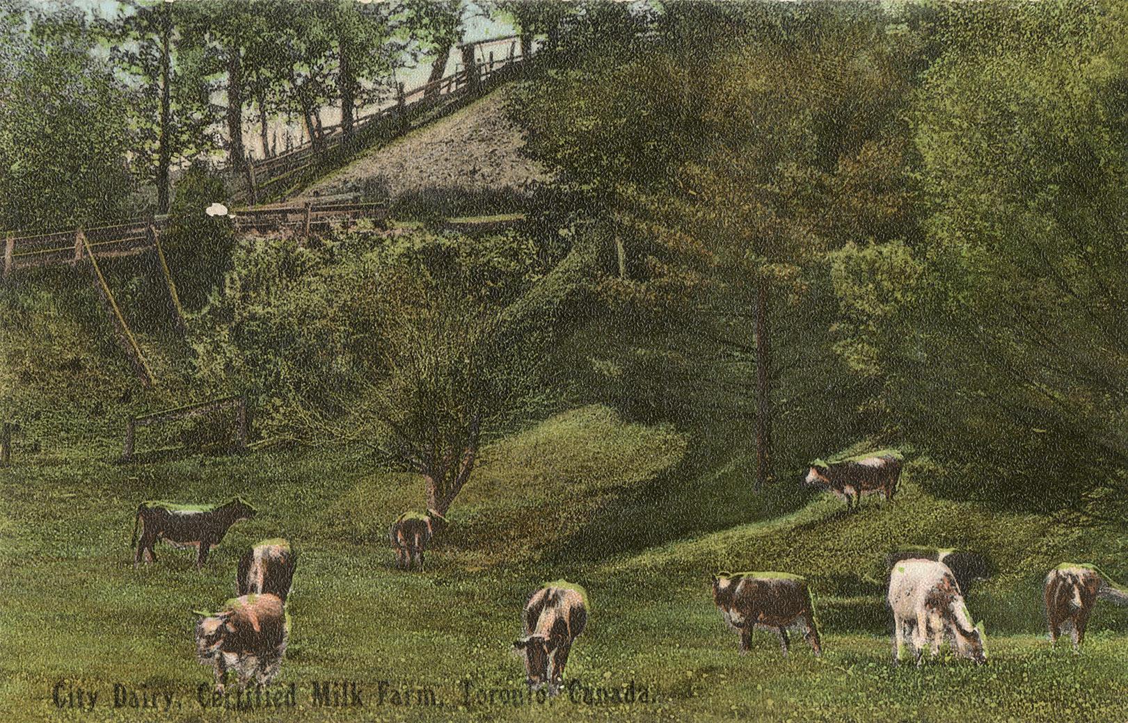 City Dairy, Certified Milk Farm. Toronto, Canada