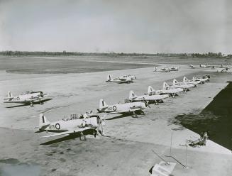 All that's left: Turkeys gobble in the hangar at Dunnville which once housed Harvard and twin-engine Avro Anson trainers