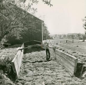 Grass silage pit is concrete walled, leads to the barn