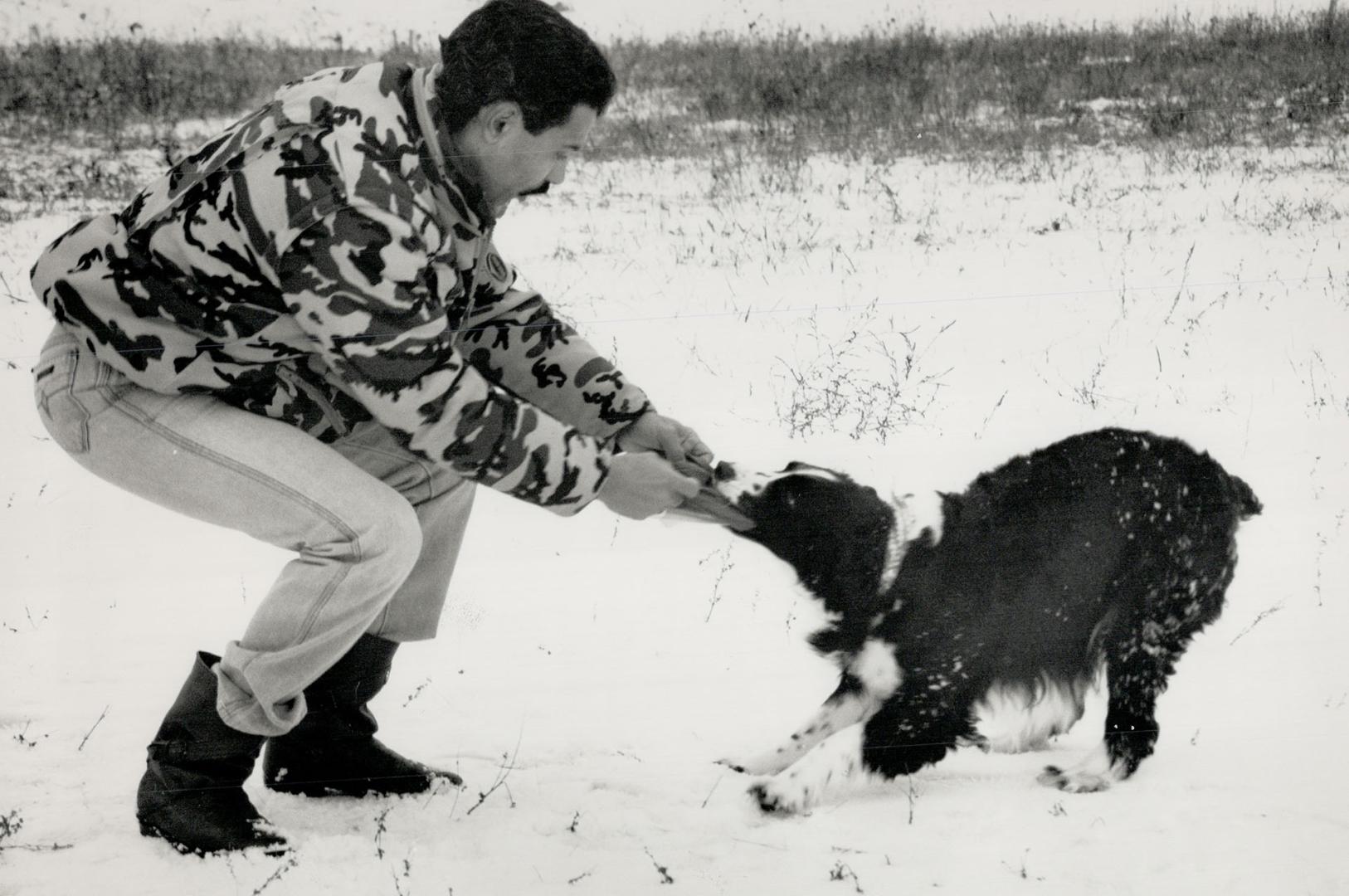 Sniffing it out: Roy Da Silva gives his English springer spaniel Sprat a new scent to identify with, Da Silva is the director of the Ontario branch of Cansard - Canadian Search and Rescue Dogs, where dogs learn to track down missing persons.