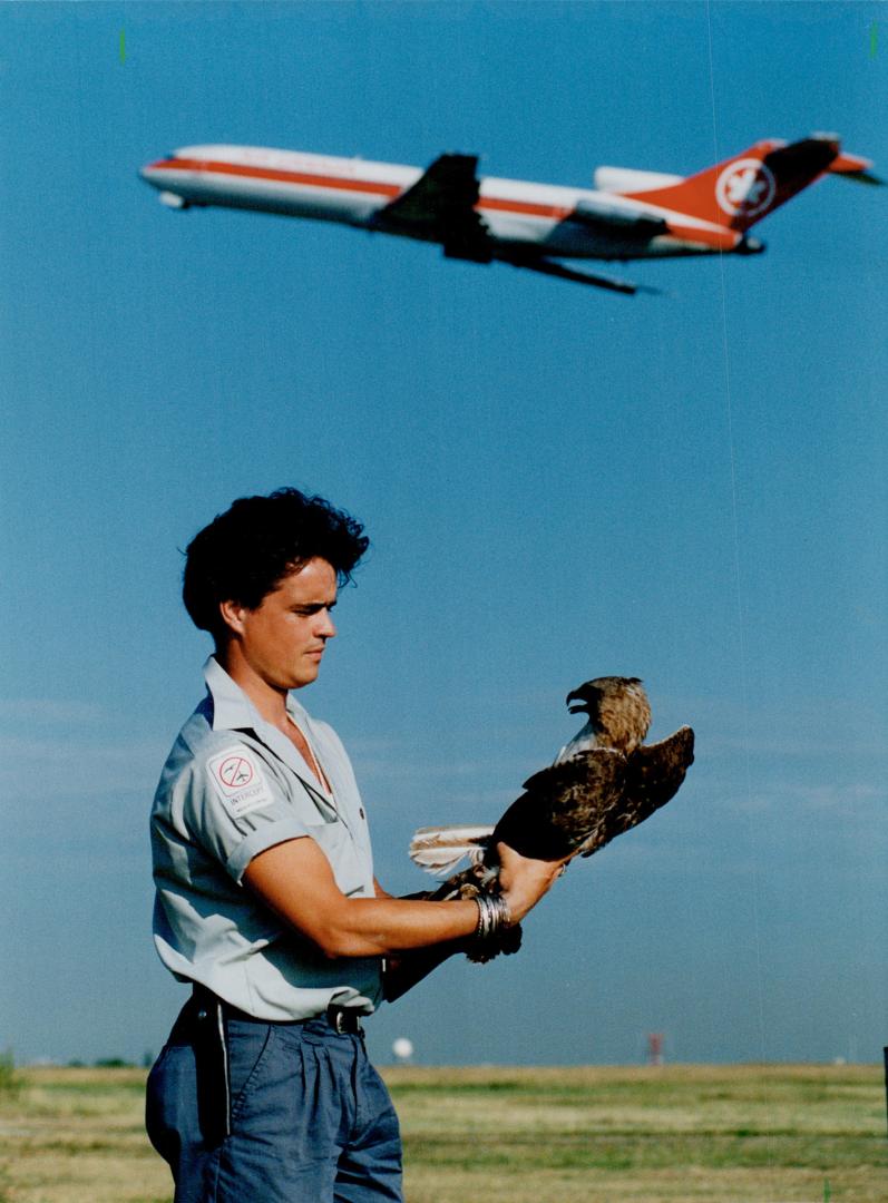 Which bird is prey here?, That wild red-tall hawk on Keith Everett's gloved hand was captured at Pearson International Airport.