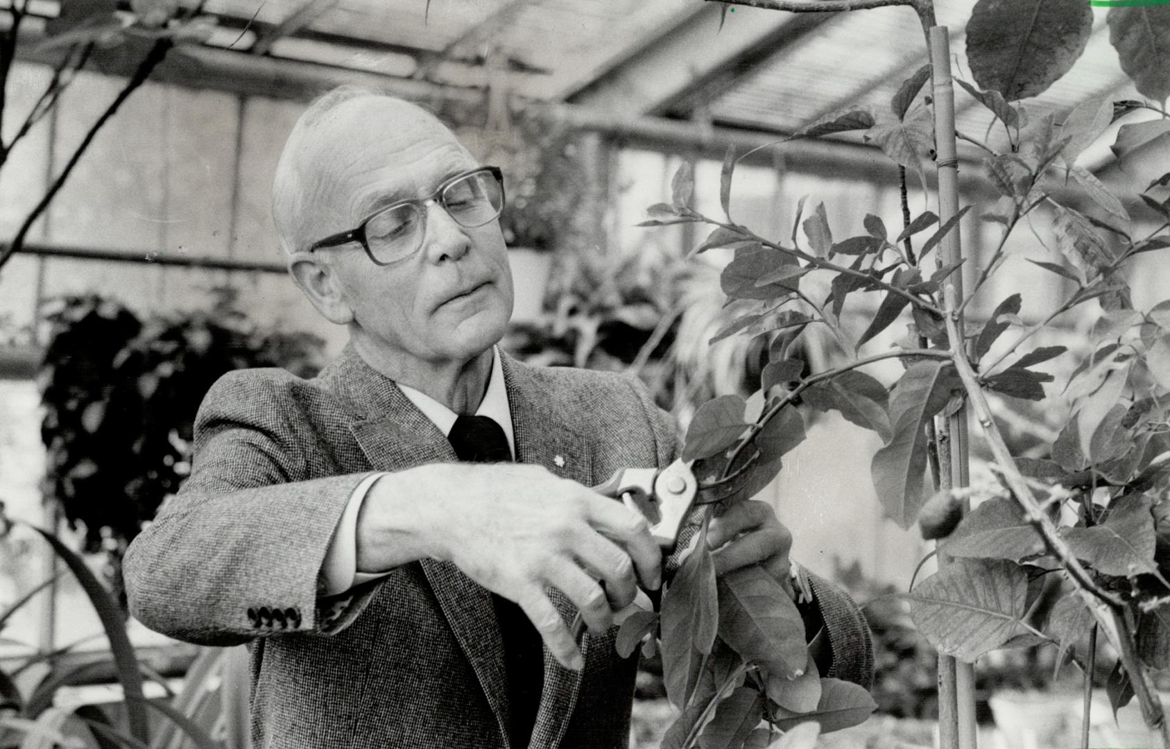 Keeping hand in: Dr. Leslie Laking, 64, is still skilful with the pruning shears. He studied horticulture on scholoarship to London's famous Kew Gardens.