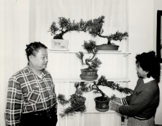 Love's labors lost: Tsong-Hue and Hsu Lin look at the few Bonsai plants they have left after thieves stole 30 plants in two raids