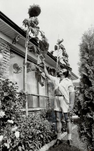 Some sunflower: Giacinto Logiacco has a long way to look up to his 15-foot sunflower in his Malvern garden