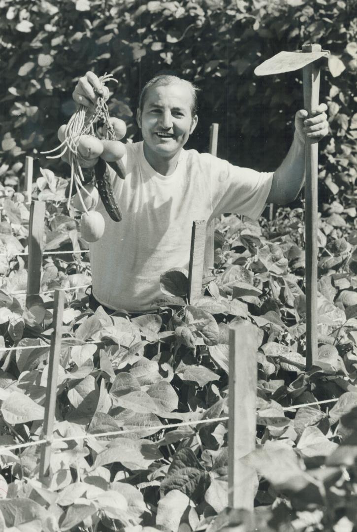 Gourmet gardener: Nick Manchisi, assistant maitre d' at Creighton's, feeds his family from a small backyard garden plot that's chock full of summery vegetables