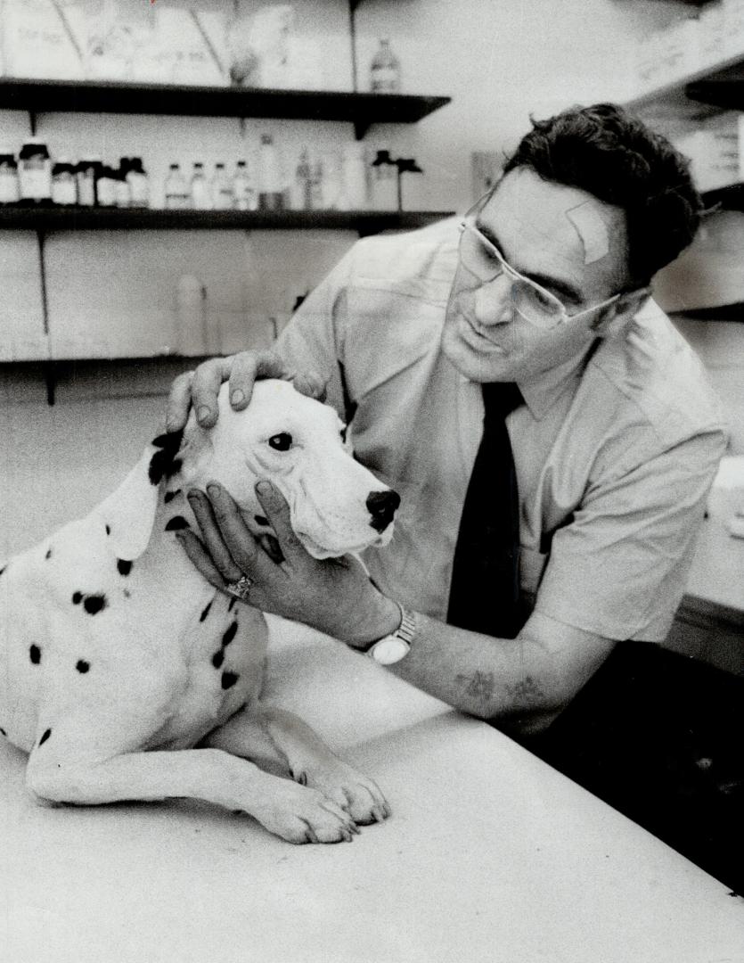 Inspector Wilf Patey, stays on the job last night at the Toronto Humane Society after being hit on forehead by a rock