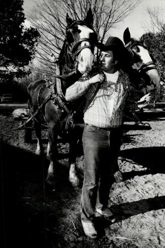 Horsing around: Dave Pilkington, one of the owners of Newmarket's High Quest farm, takes two Clydesdales out