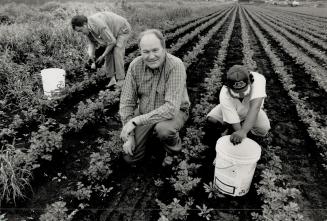 Field hands: Jack Rupke, a Holland Marsh celery farmer and former King Township councillor, will employ seven foreign workers on his 68-acre celery farm this season