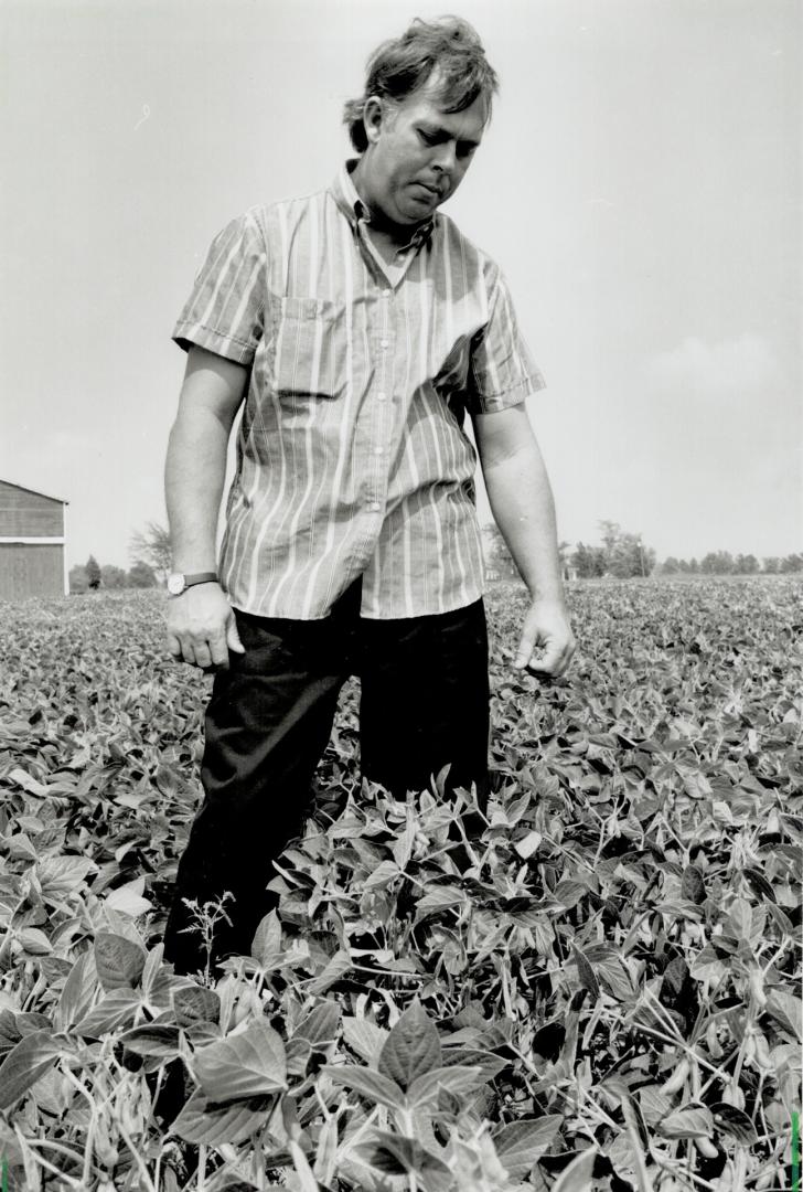 Hard blow: Doug Stockwell, a 40-year-old Leamington tomato farmer, was left in the lurch this year when the processing plant that usually buys his crop moved its operation south of the border