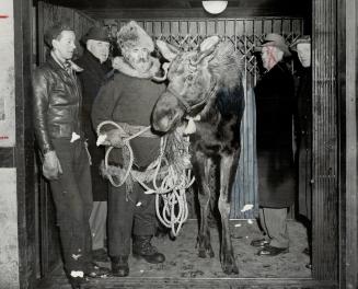 Joe LaFlamme and one of his friendly Moose