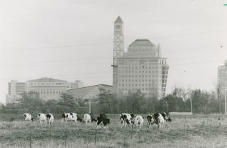 View of Mississauga Civic Centre