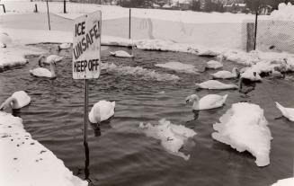 Swans on Fairy Lake. Acton, Ontario