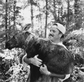 Park biologist Dale Garner with baby moose Algonquin Provincial Park, Ontario