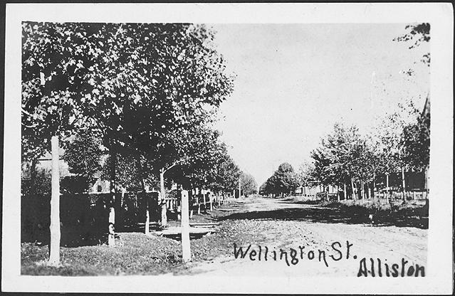 Legend: Wellington Street, Alliston. Shows a dirt road with many trees planted alongside it. Bo…