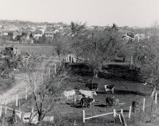 Urban fringe farm. Brampton, Ontario