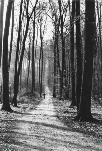 A peaceful trail. Brampton, Ontario