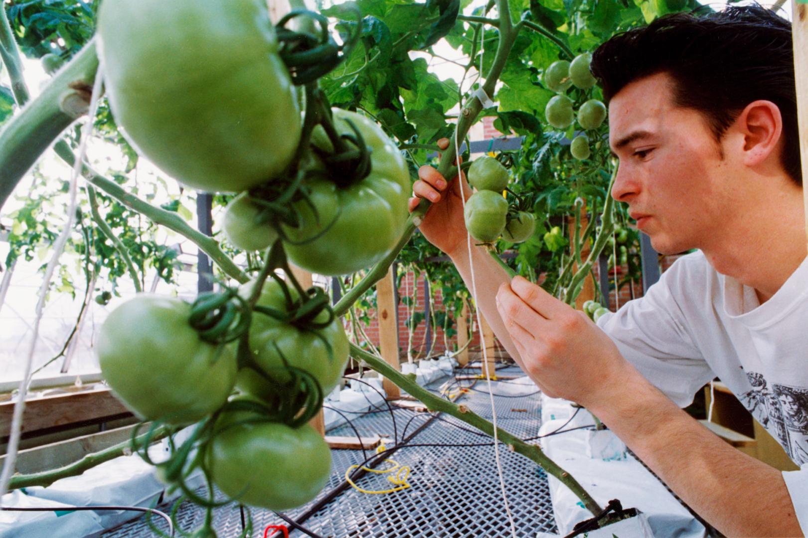 Grade 11 students Mike Foord at Turner Fenton Secondary School working with hydroponic equipment. Brampton, Ontario