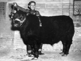 Baby Beef contest at the Royal Winter Fair