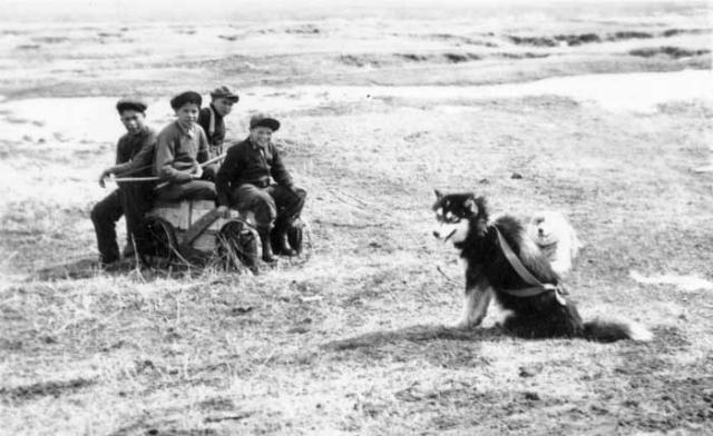 Four boys sitting on a wagon, two sled dogs nearby