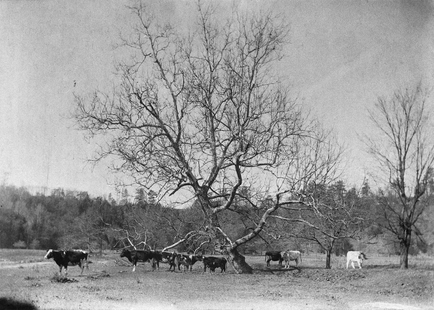 Playter, Richard, house, Playter Crescent, north side, at head of southern section of Playter Boulevard, pasture, near Browning Avenue