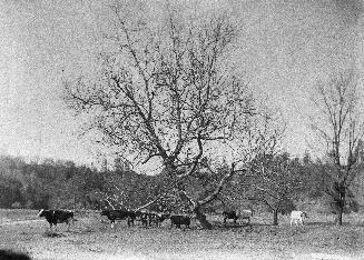 Playter, Richard, house, Playter Crescent, north side, at head of southern section of Playter Boulevard, pasture, near Browning Avenue