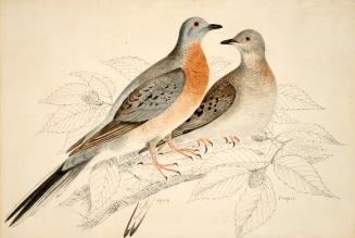 The Passenger Pigeon