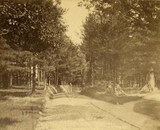 Image shows a road view with a lot of trees on both sides.