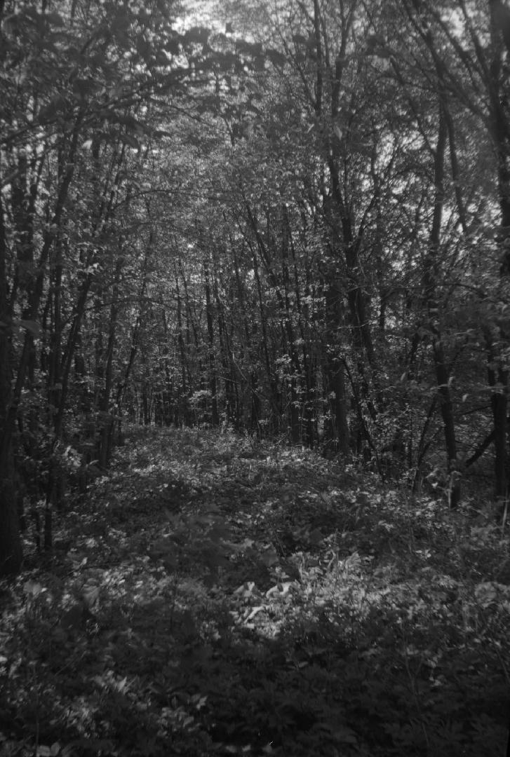 Toronto Suburban Railway, Woodbridge line, right of way, west side Humber River, about one mile south of Woodbridge, showing cribwork