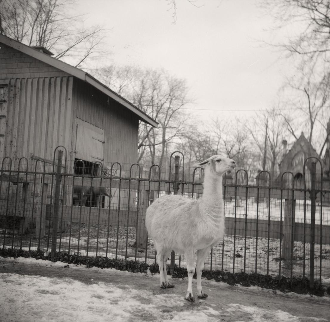 Riverdale Park, Zoo, llama