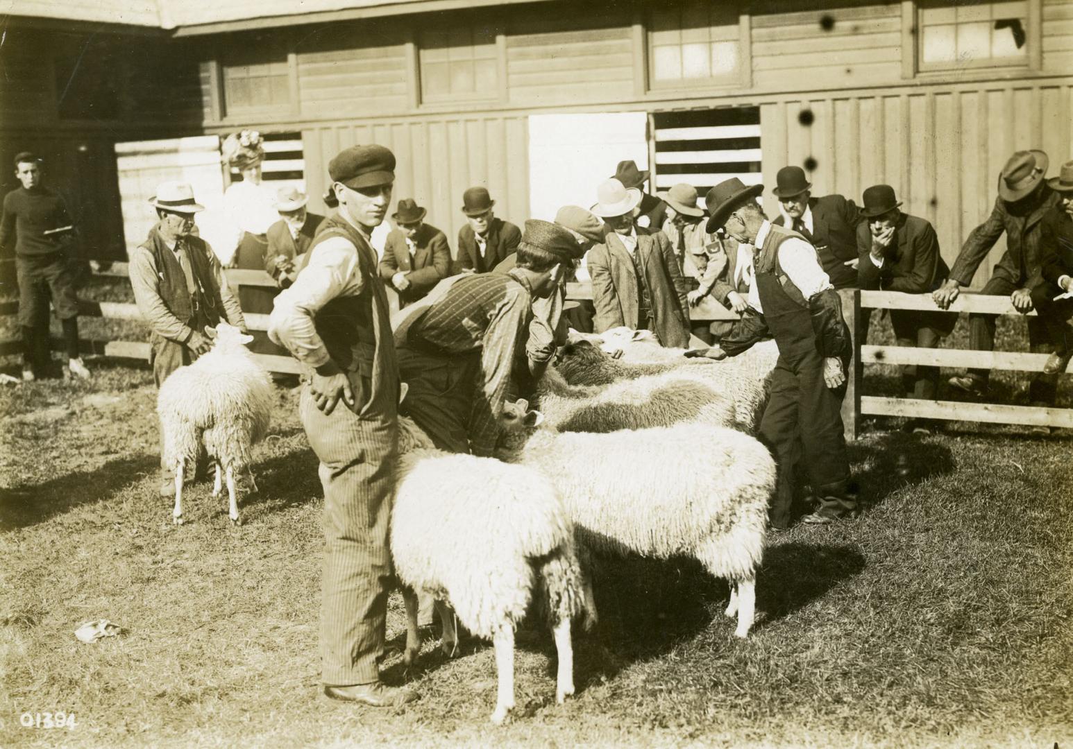 Sheep judging