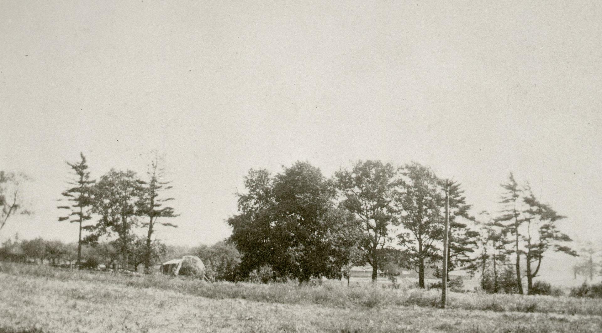 Manor Road East, view from Mount Pleasant Road. Image shows lots of grass space and some trees.