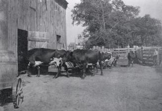 Playter, Richard, house, Playter Crescent, north side, at head of southern section of Playter Boulevard, barn