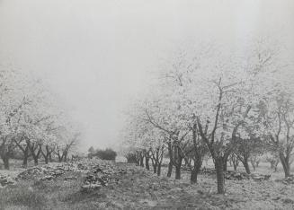 Playter, Richard, house, Playter Crescent, north side, at head of southern section of Playter Boulevard, cherry orchard, with rhubarb growing underneath