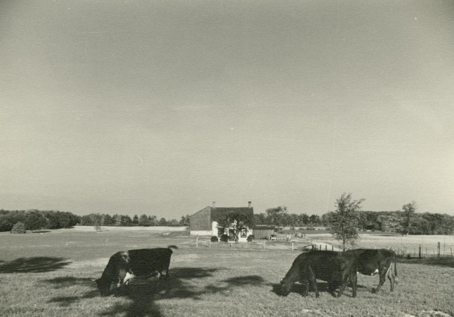 Cullen, farm, north of Eglinton Avenue W