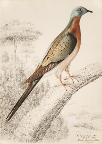 In the foreground, a colourful and graceful bird sits on a pen-and-ink branch. It has a blue he…