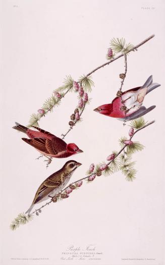 Purple Finch