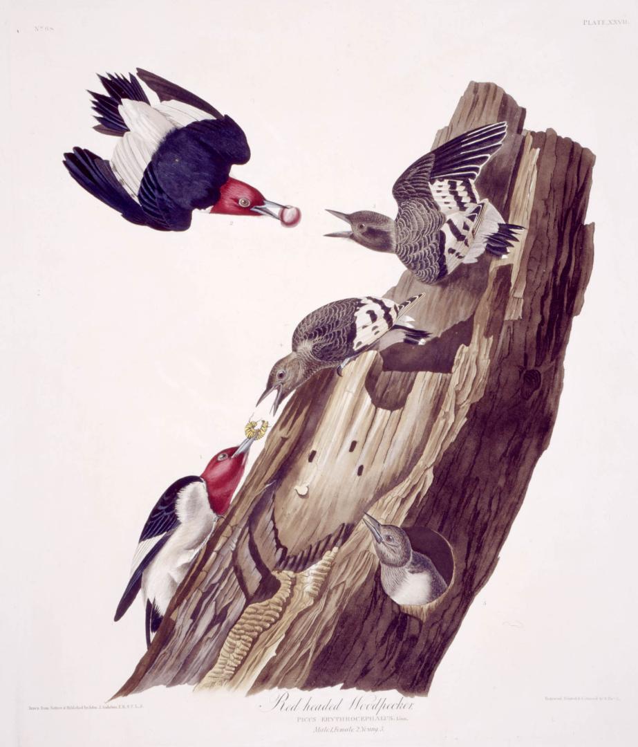 Red headed Woodpecker